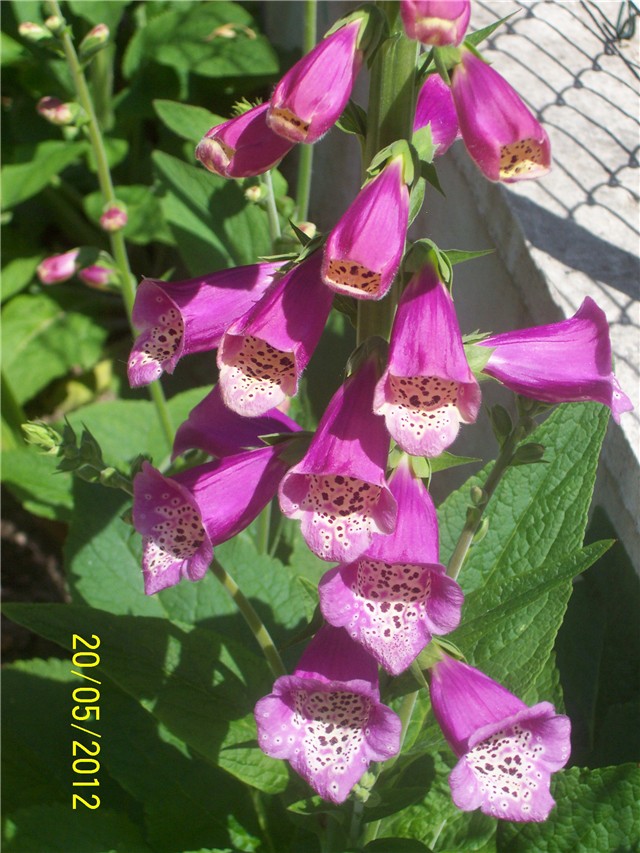 Digitalis